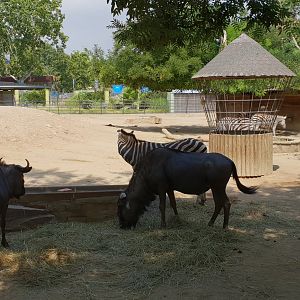 Blue wildebeest, Chapman's zebra