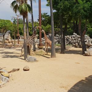 Rothschild's giraffe