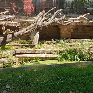 Sumatran tiger enclosure