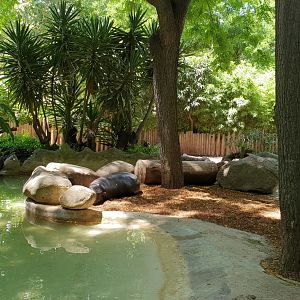 Western pygmy hippopotamus