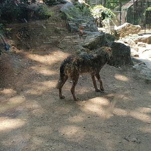 Iberian wolf