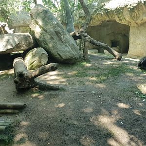 Western lowland gorilla