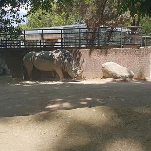 Southern white rhino