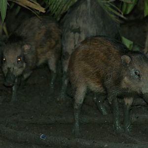 Sulawesi Warty Pigs (Sus celebensis)