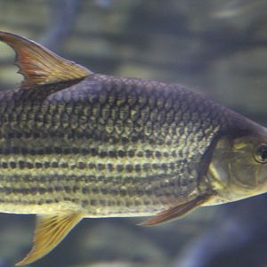 Striped African Tigerfish