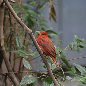Summer Tanager