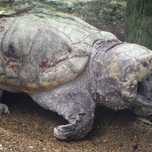 Alligator Snapping Turtle
