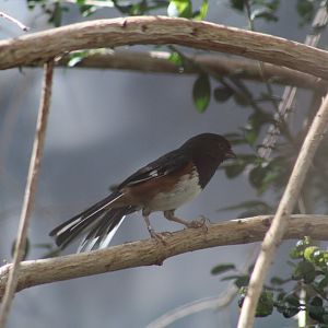 Eastern Towhee