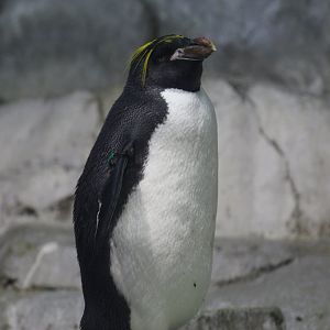 Macaroni Penguin