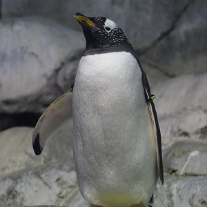 Subantarctic Gentoo Penguin