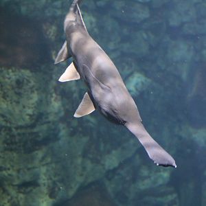 American Paddlefish