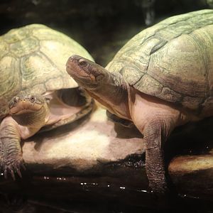 West African Black Mud Turtle