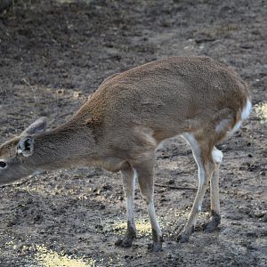 White-Tailed Deer