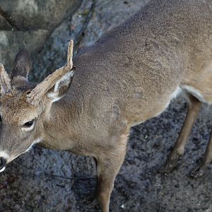 White-Tailed Deer