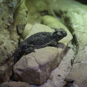 Desert Horned Lizard