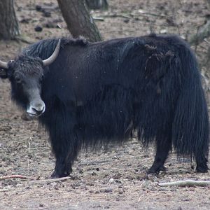 Yak