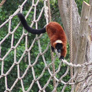 Red ruffed lemur