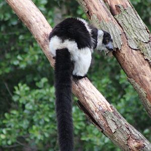 Belted ruffed lemur