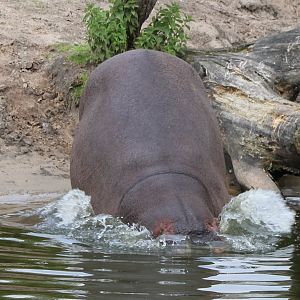 Hippo entering the water