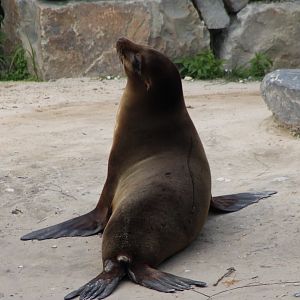 Californian sea-lion