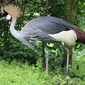 Crowned crane