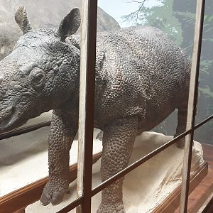Javan rhino, Natural History Museum Vienna