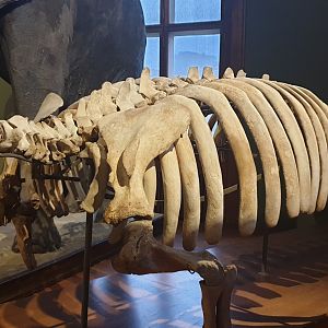 Steller's sea cow, Natural History Museum Vienna