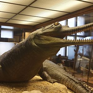 Enormous Gavial, Natural History Museum Vienna