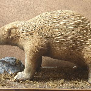 Long-beaked echidna, Natural History Museum Vienna