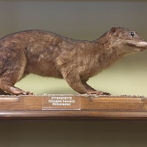 Otter Civet, Natural History Museum Vienna