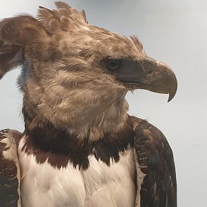 Harpy Eagle, Natural History Museum Vienna