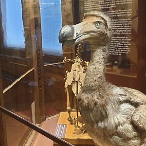 Dodo, Natural History Museum Vienna