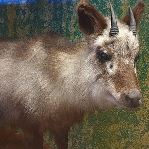 Japanese serow, Natural History Museum Vienna