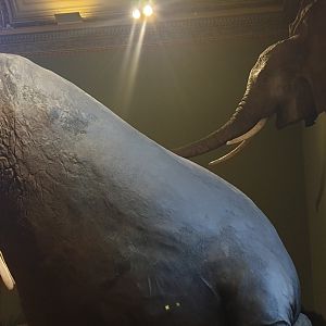 Elephant seal, Natural History Museum Vienna