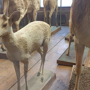 Little red brocket, Natural History Museum Vienna