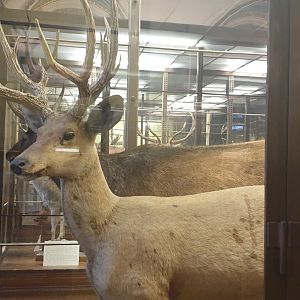 Marsh deer, Natural History Museum Vienna