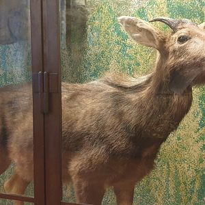 Sumatran Serow, Natural History Museum Vienna