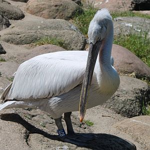 Caspian pelican