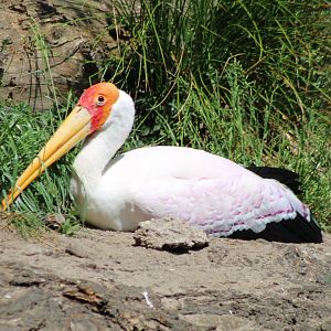 Yellow-billed stork
