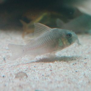 Corydoras concolor