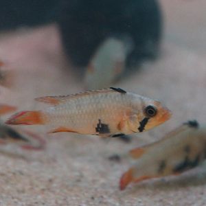 Apistogramma panduro