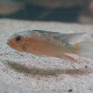 Apistogramma rositae