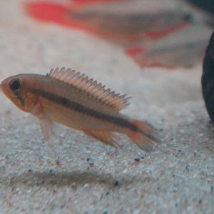Apistogramma wilhelmi