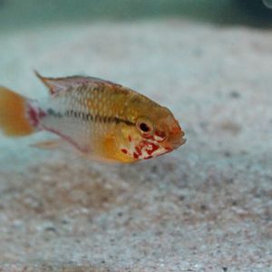 Apistogramma hongsloi