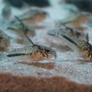 Corydoras sipaliwini