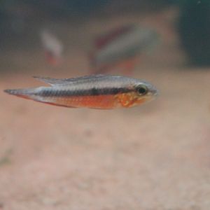 Apistogramma elizabethae
