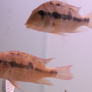 Geophagus pellegrini