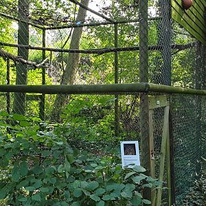 Aviary Siberian eagle-owl