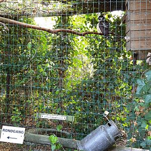 Spectacled owl aviary
