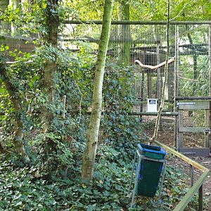 Aviary European eagle-owl